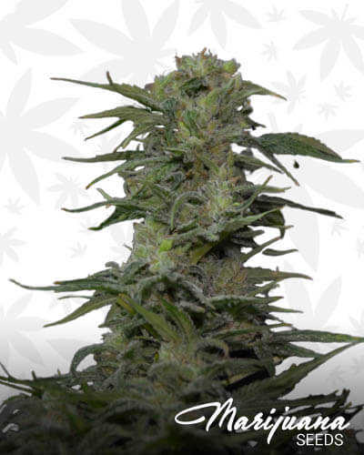 Jawbreaker 47 1