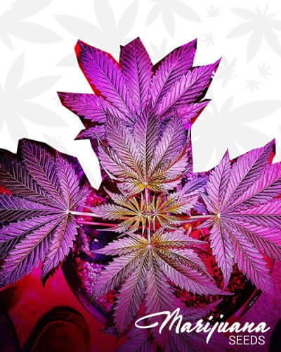 Jawbreaker OG