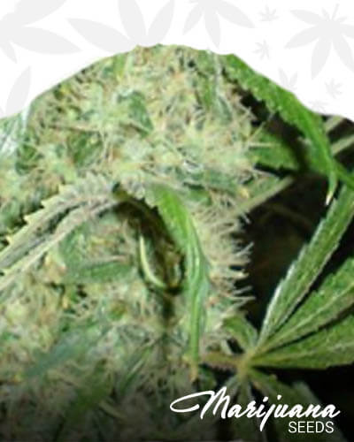 Jazz Plant 1