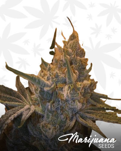 Jedi Gelato Strain