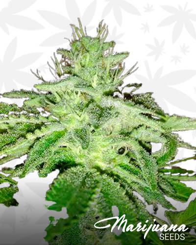Jedi Glue Strain