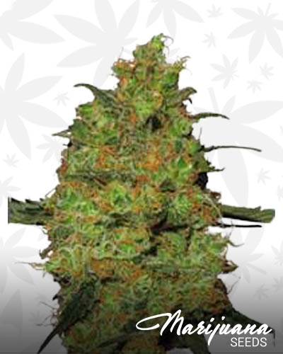 Jedi Master Kush
