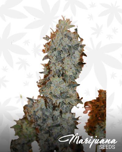 Jedi OG