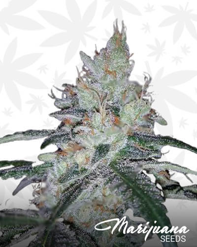 Jelly Bear 1