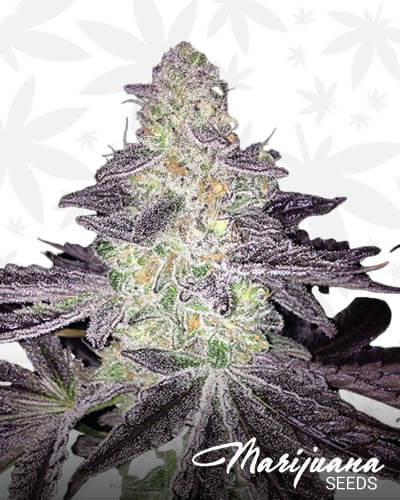 Jelly Breath 1