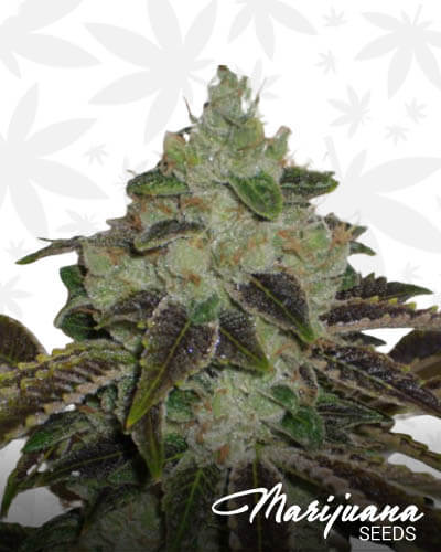 Jet Fuel G6 1