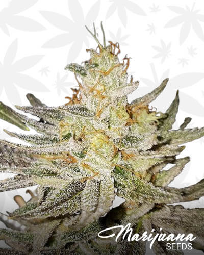 Jet Fuel G7 1