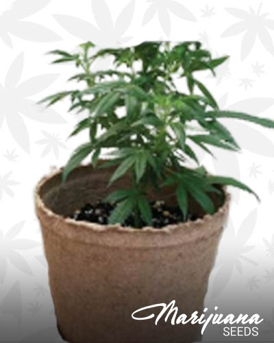 Jiffy Pot