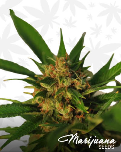 Jihadi Kush 1