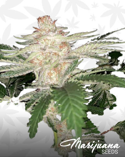 Joe’s Lemonade F2