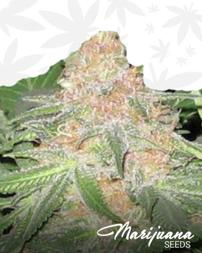 Joe’s OG Kush