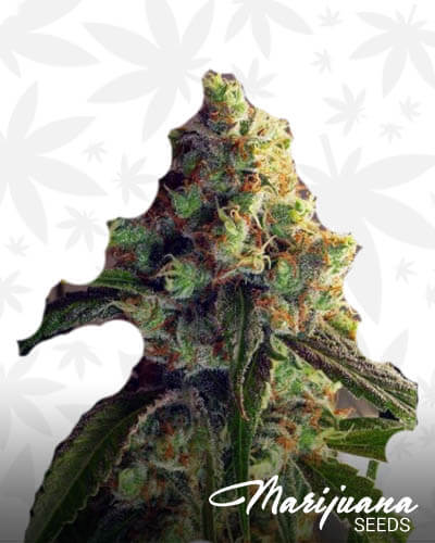 Joe’s Strawberry 1