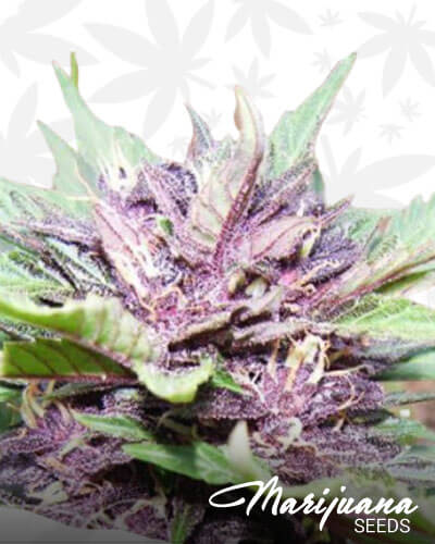 Jota Mayúscula Purple Auto