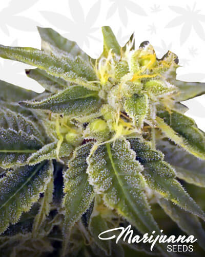 Juliet CBD 1