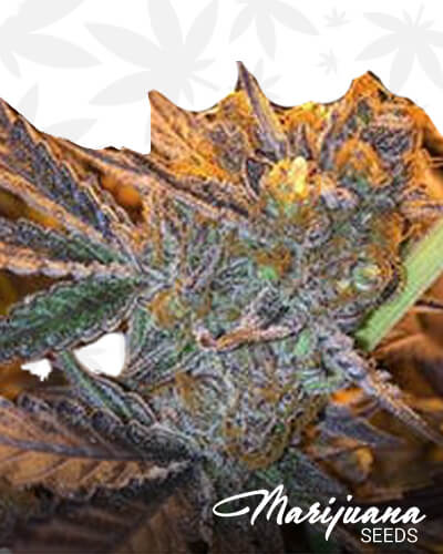 Jungel Jerrys Haze 1