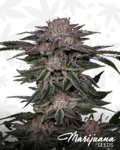 Jungle Apples 1