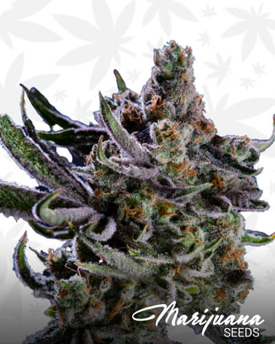 Jungle Breath 1
