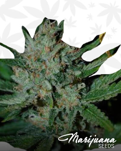 Jungle Cheese V2 1