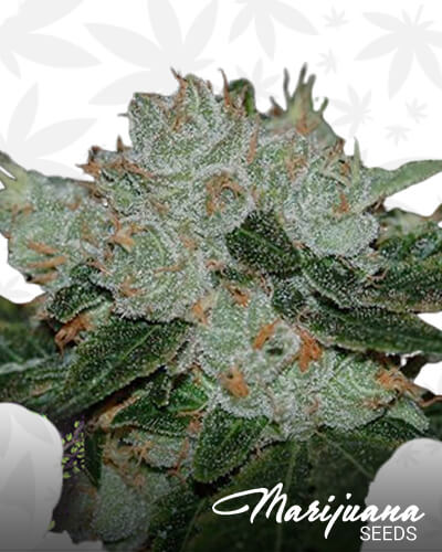 Jungle Kush 1