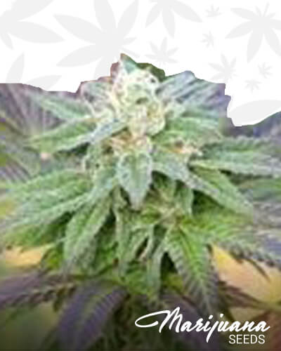 Jungle Scout 1