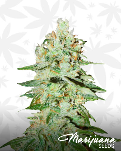 Jägg Kush4