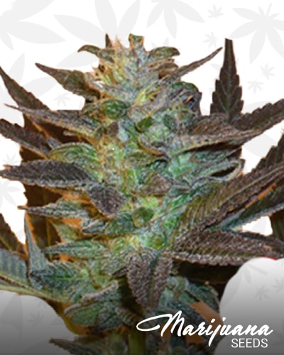 KC 48 Auto min