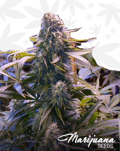 Kahuna Bud x Cherry Bomb min