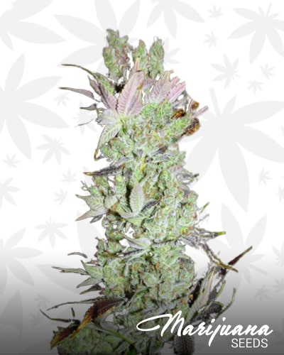 Kakalak Kush F2 min
