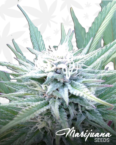 Kalalau Kush