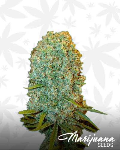 Kalishnapple Kush