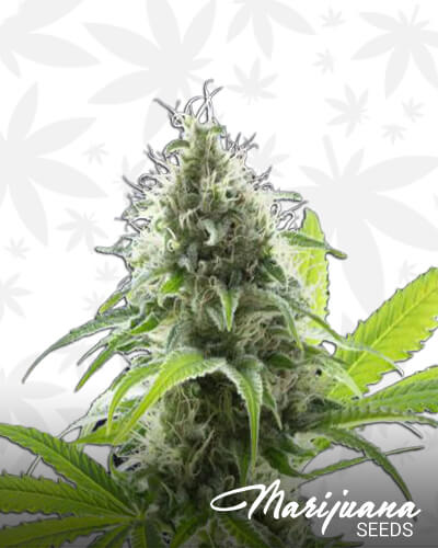 Kama Kush CBD