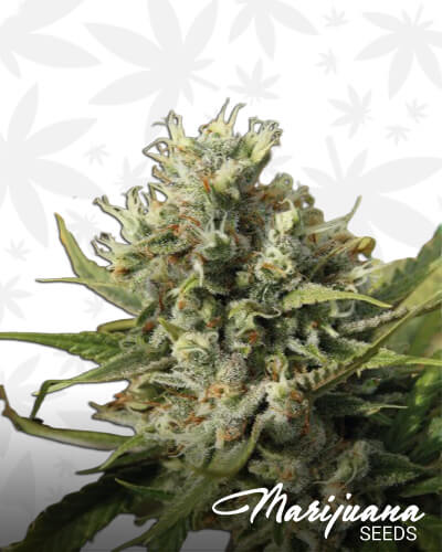 Kamikhaze