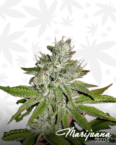 Kandy Kush on Fire