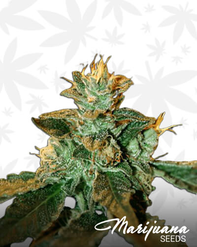Kandy Kush x Skunk 1