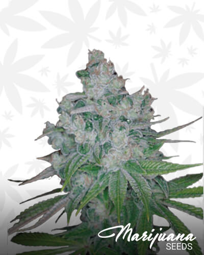 Kandy Kush x Skunk