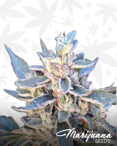 Kappo Kush