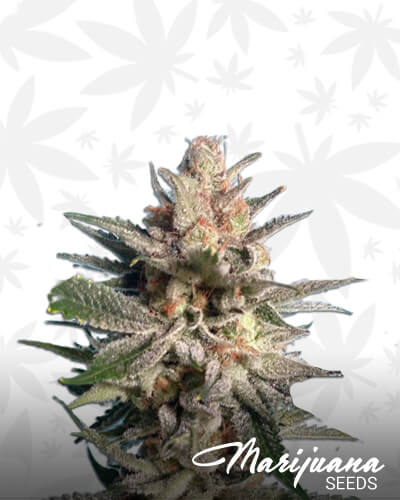 Karakoram Kush