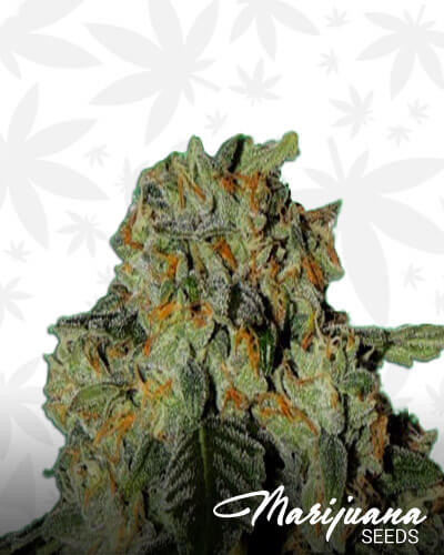 Karma OG Jack