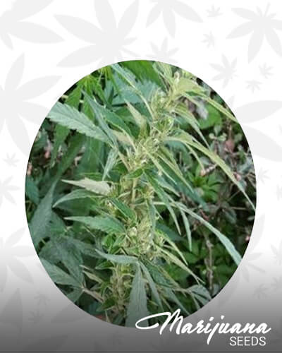 Kashmiri Sativa