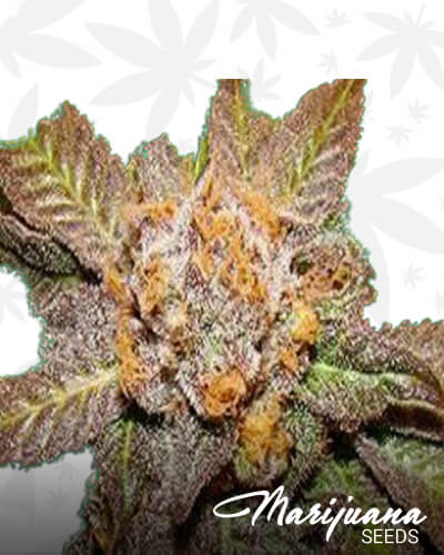 Kens Grand OG