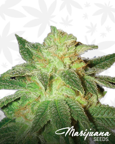 Kensington Kush