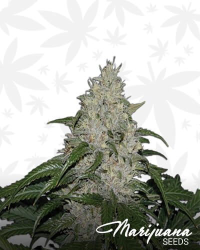 Keramatic Auto