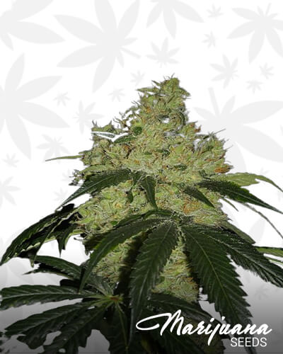 Kerberos Kush