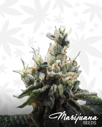 Ketama Kush