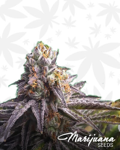 Key Lime Kush