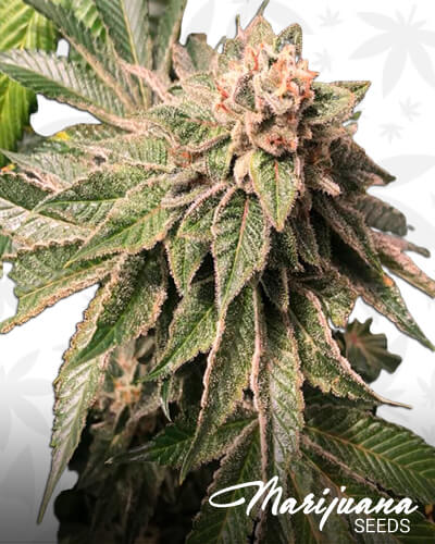 Key Lime Pie x Do Si Dos