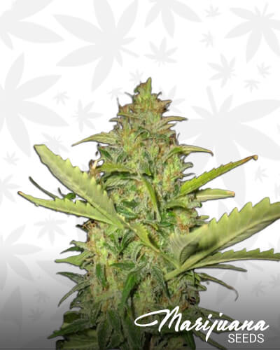 Key Lime Stomper