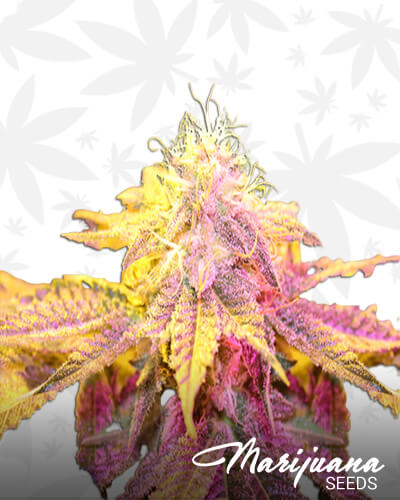 Key Lime Zkittlez