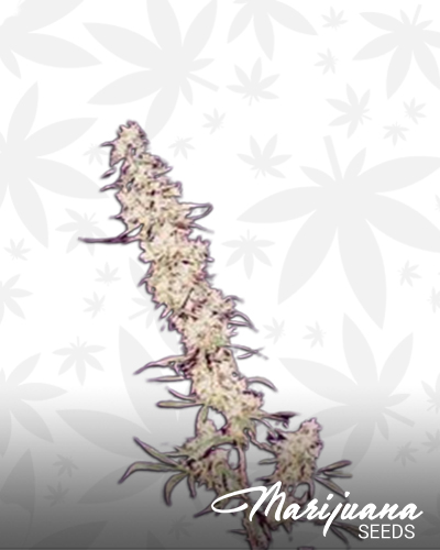 Khyber Afghani Creeper Hybrid