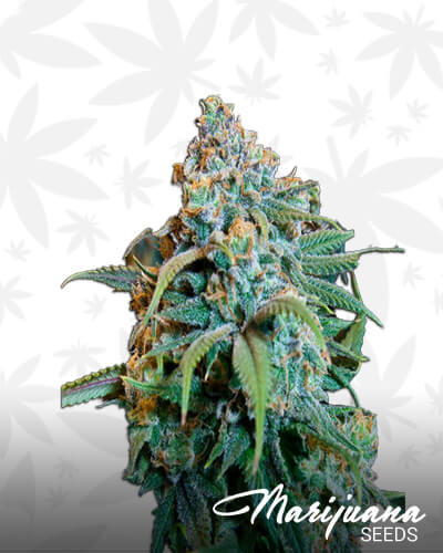 Khyber Afghani Kerala Hybrid